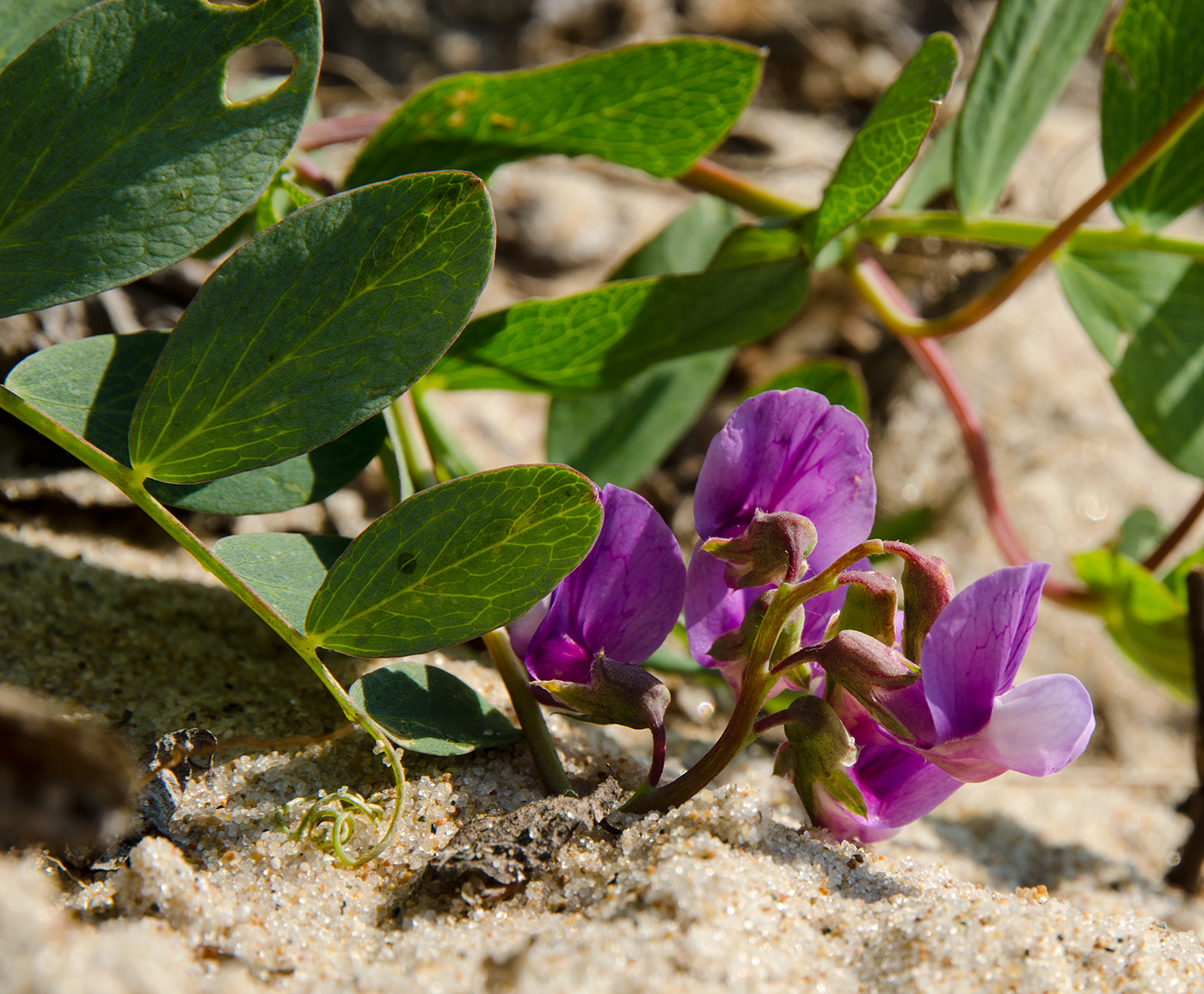 Image of Lathyrus japonicus ssp. pubescens specimen.
