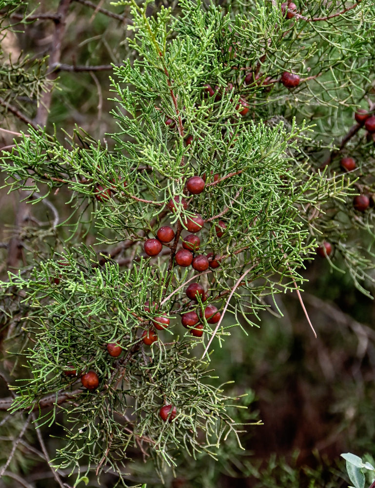 Изображение особи Juniperus phoenicea.