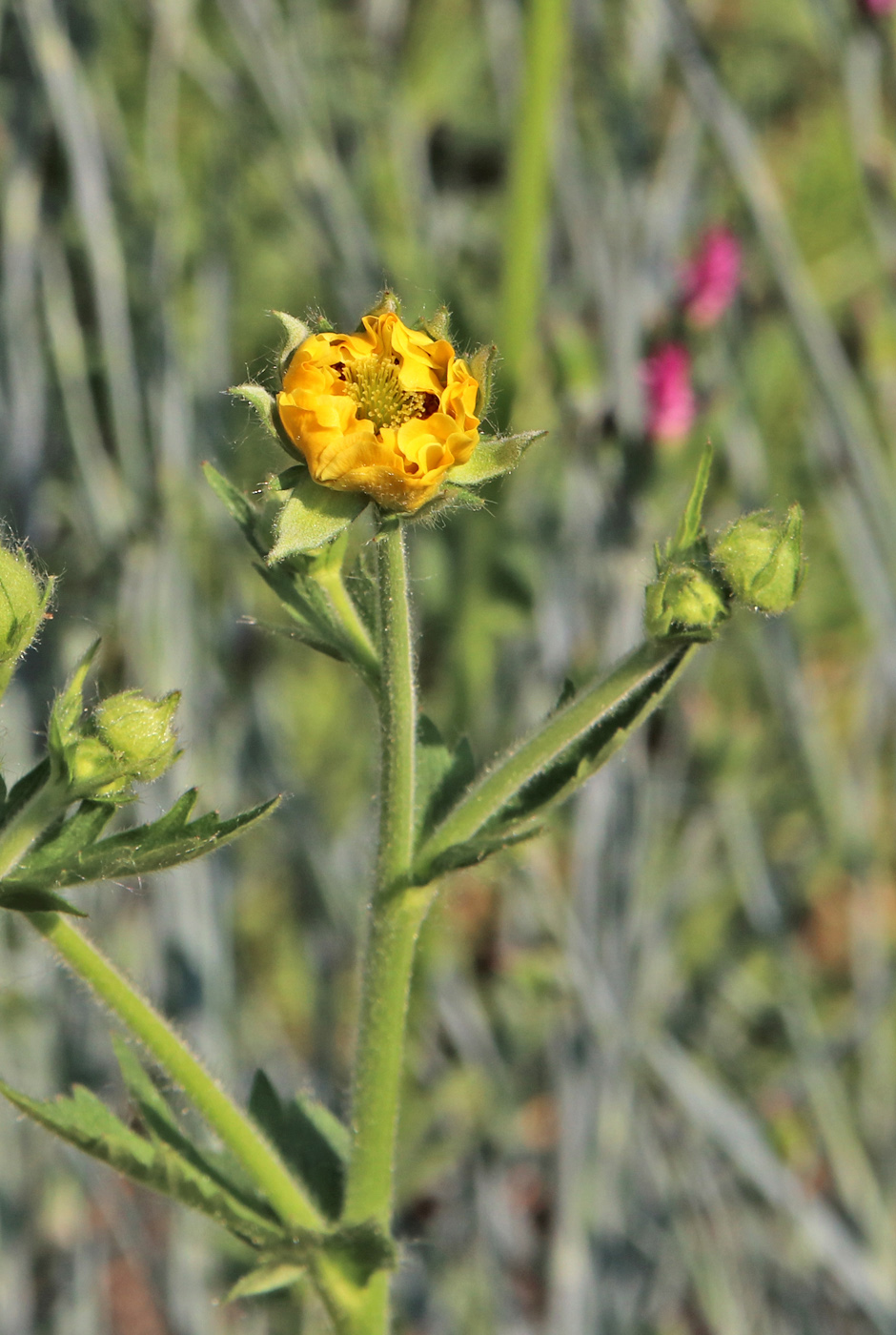 Image of Geum quellyon specimen.