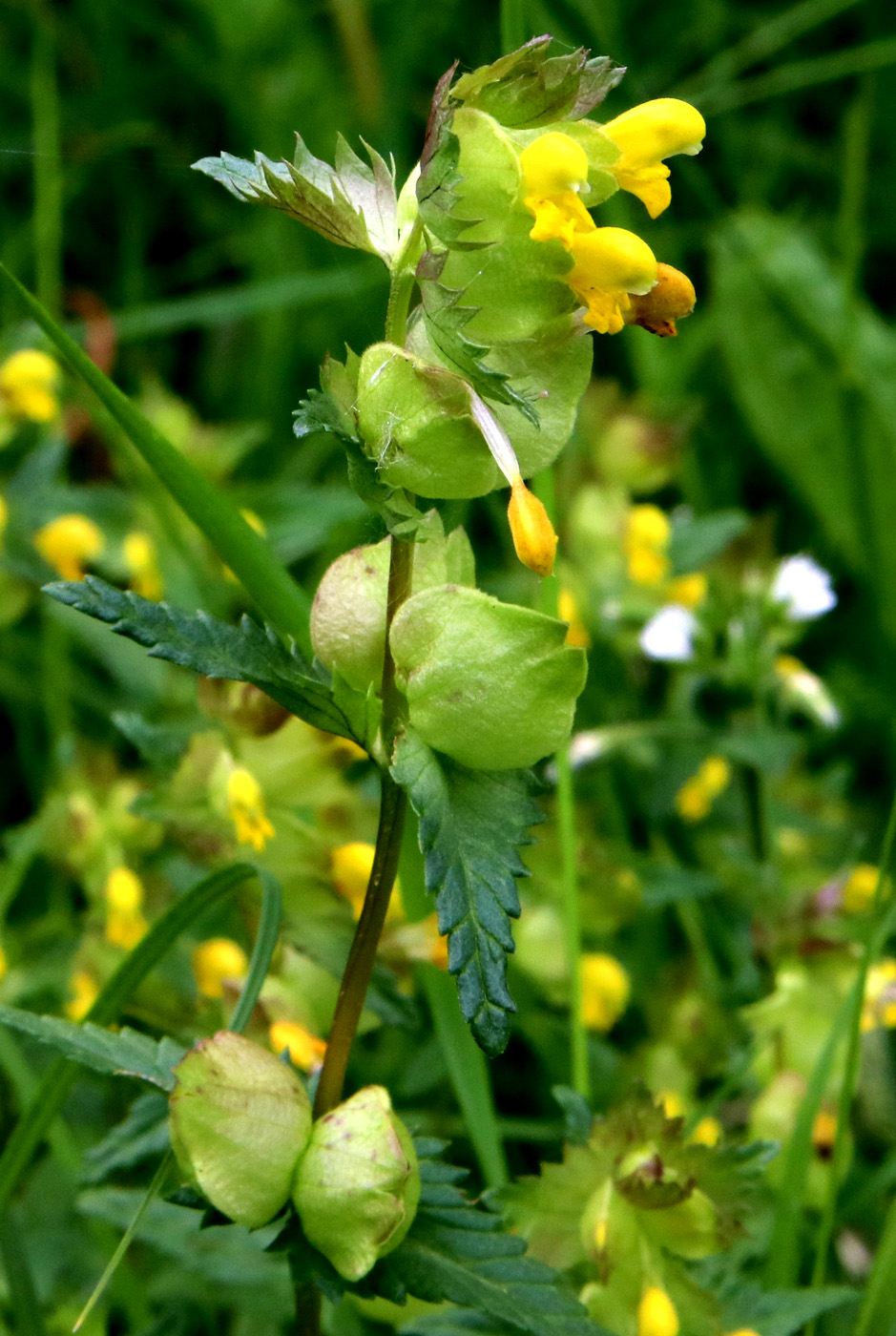 Изображение особи Rhinanthus minor.