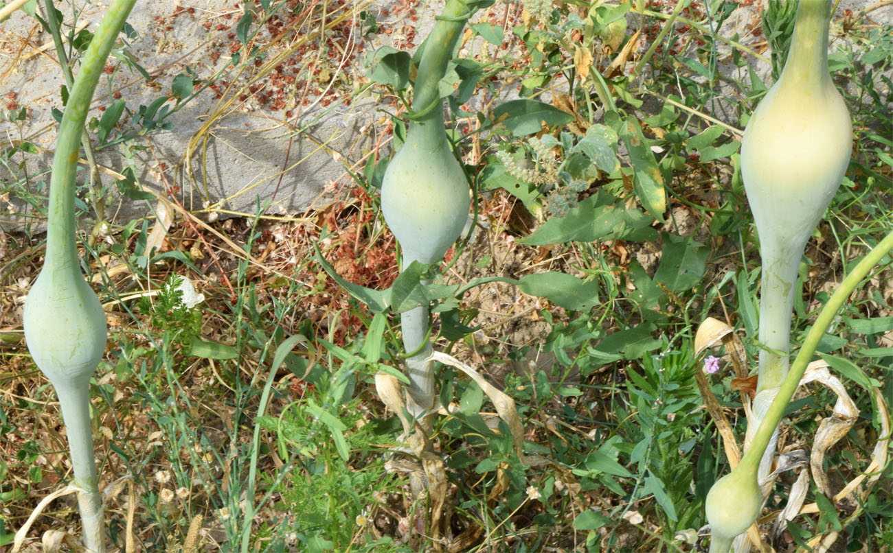 Изображение особи Allium praemixtum.