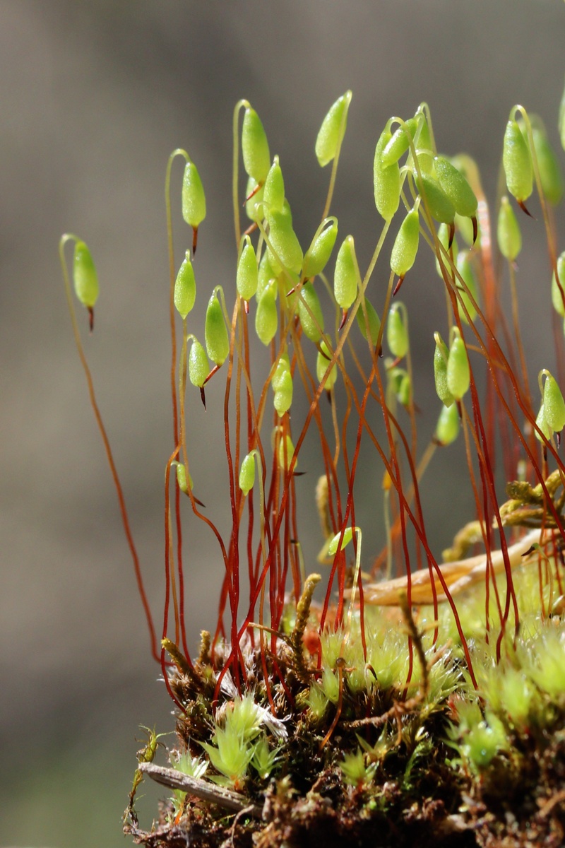 Изображение особи род Bryum.