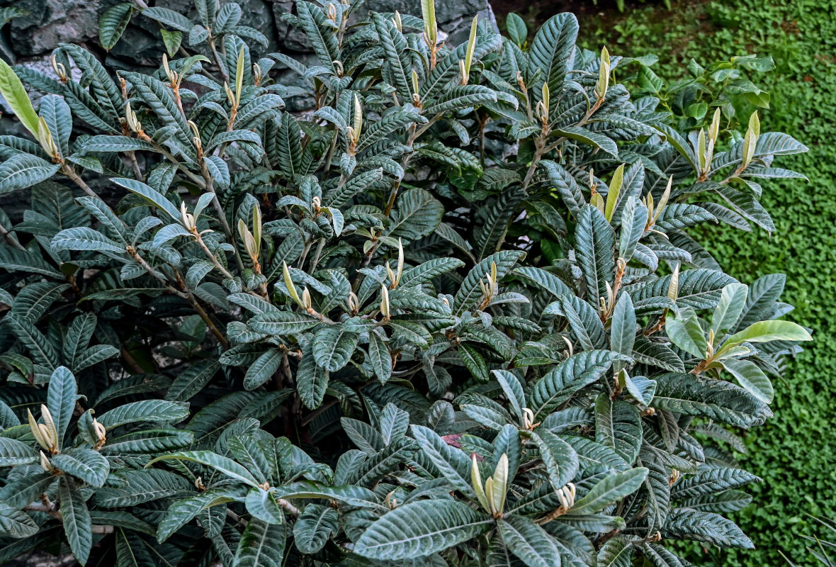 Изображение особи Eriobotrya japonica.