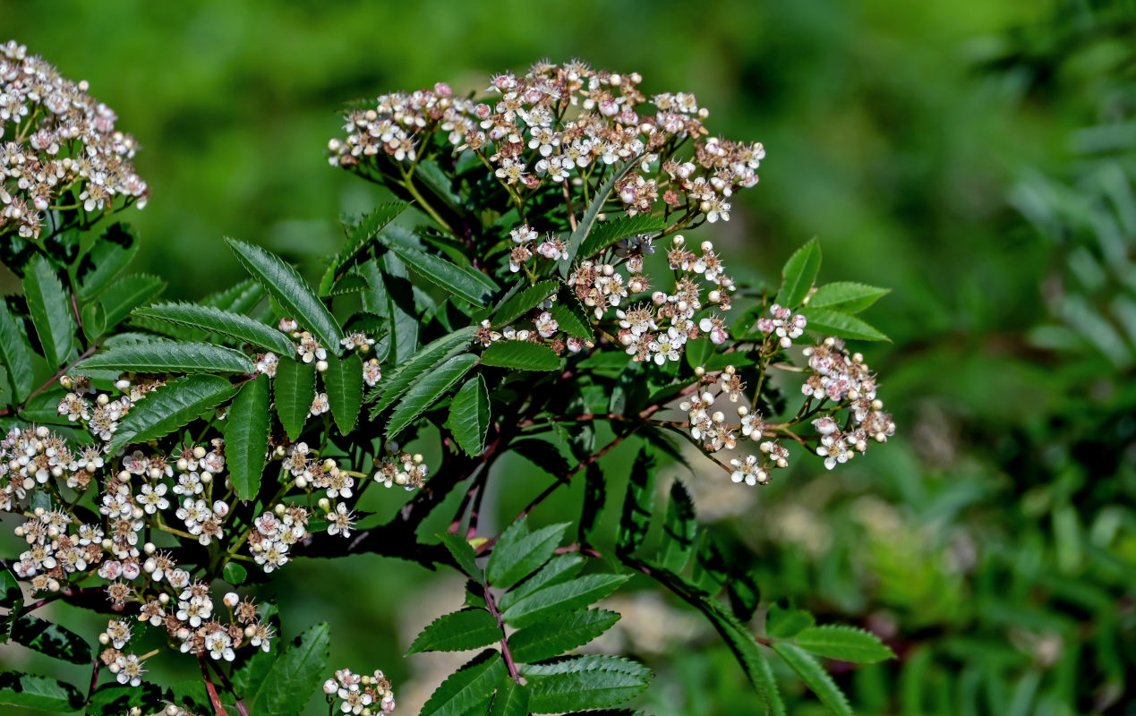 Image of Sorbus commixta specimen.