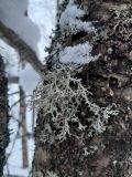 Pseudevernia furfuracea. Таллом в сообществе других видов лишайников. Ленинградская обл., Гатчинский р-н, окр. дер. Кремено, на коре Betula pendula. 13.02.2026.