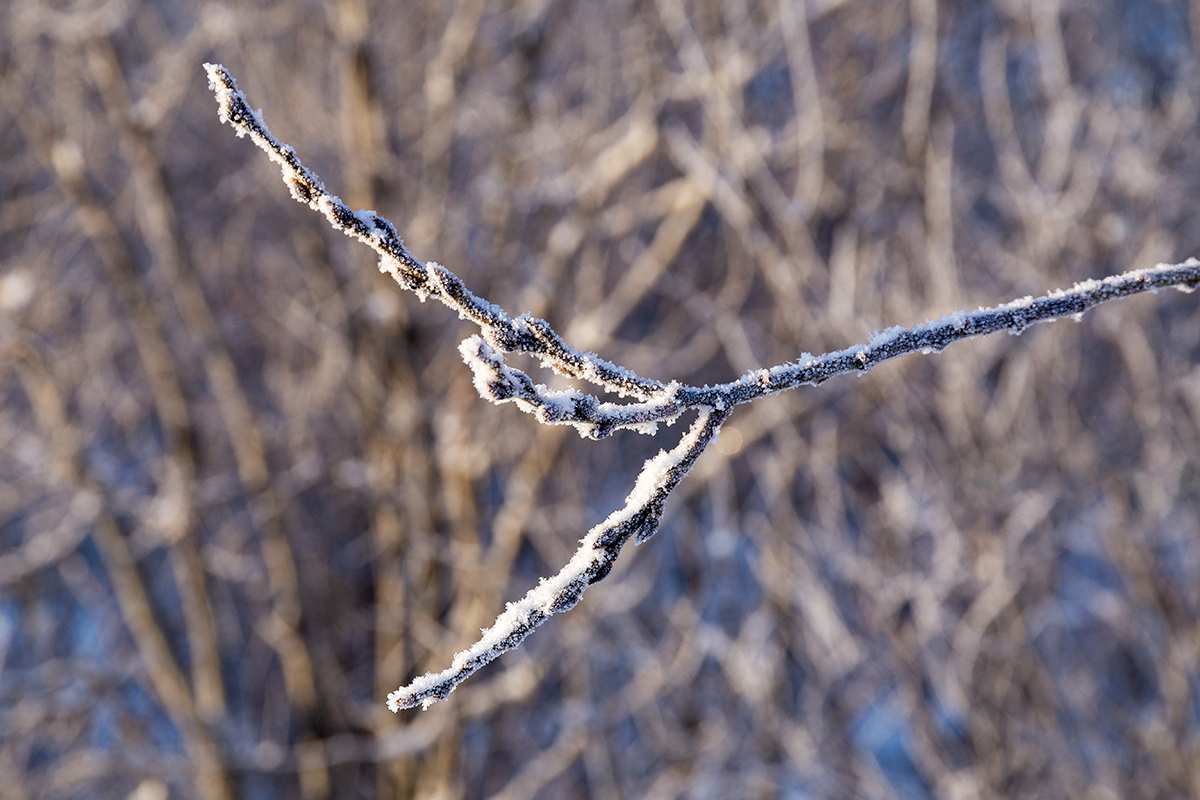 Изображение особи Salix caprea.