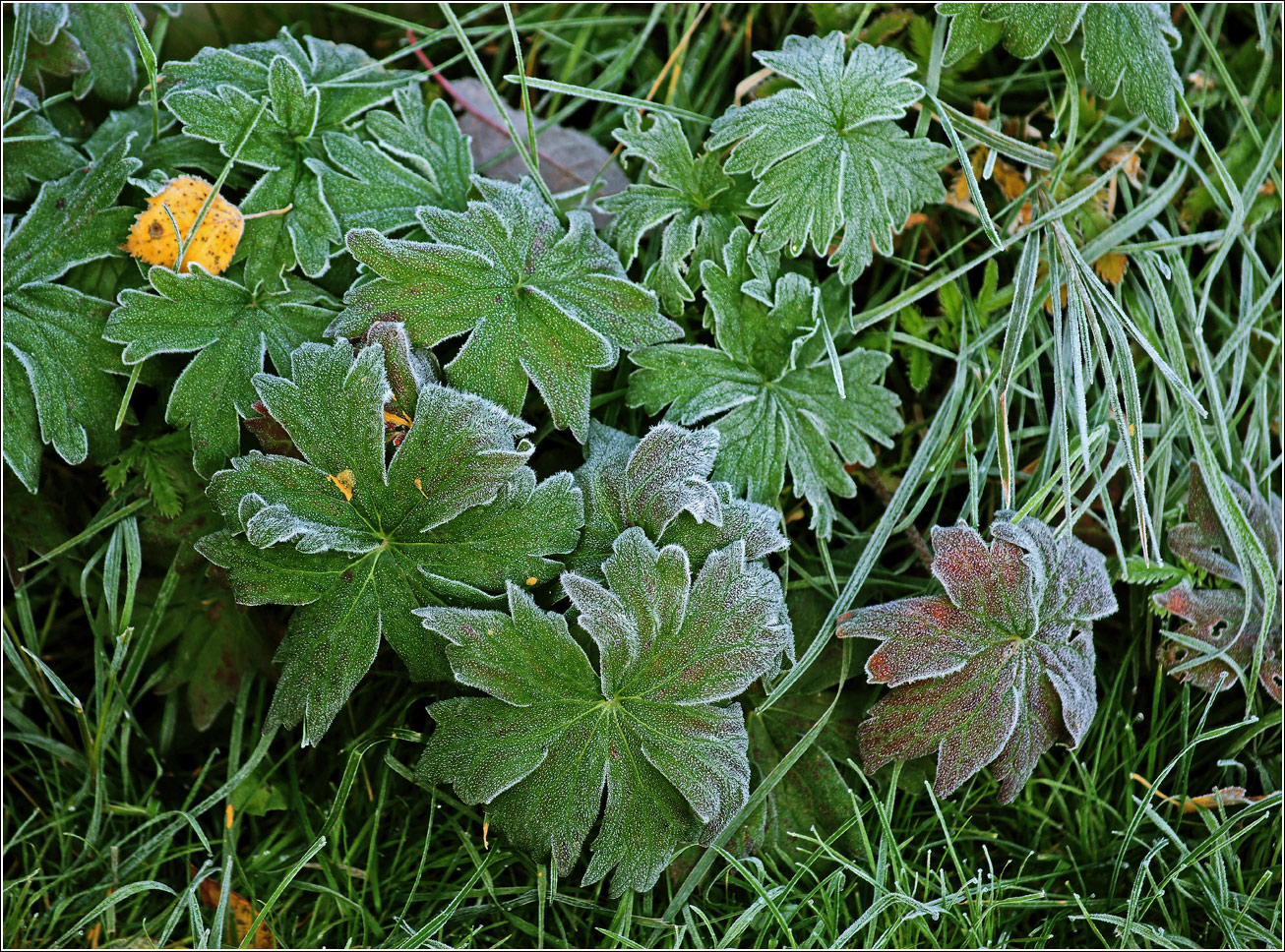 Image of Geranium palustre specimen.