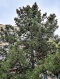Pinus pallasiana. Крона взрослого дерева с шишками. Саратовская обл., г. Саратов, в культуре. 12.04.2026.