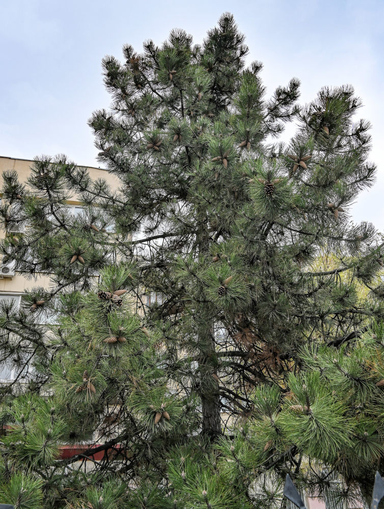 Изображение особи Pinus pallasiana.