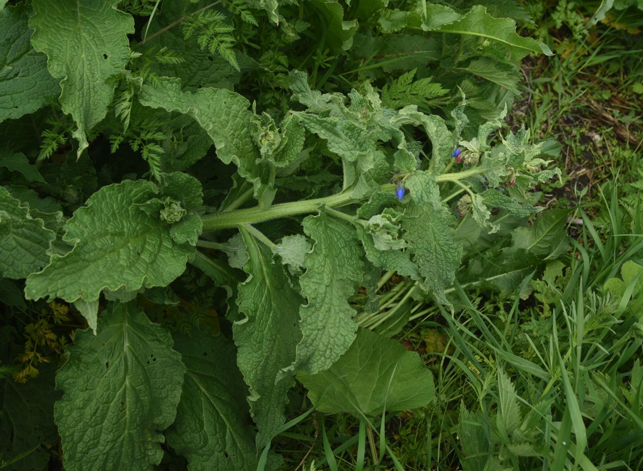 Image of genus Symphytum specimen.