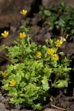 Saxifraga cymbalaria. Зацветающее растение. Белгородская обл., пос. Ракитное, ул. Сосновая, 2, в культуре. 13 мая 2026 г.