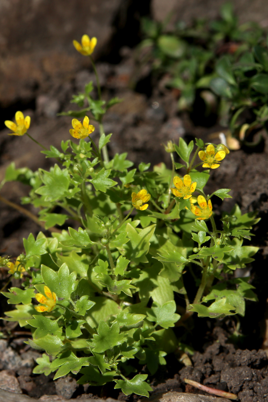 Image of Saxifraga cymbalaria specimen.