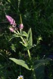 genus Thymus