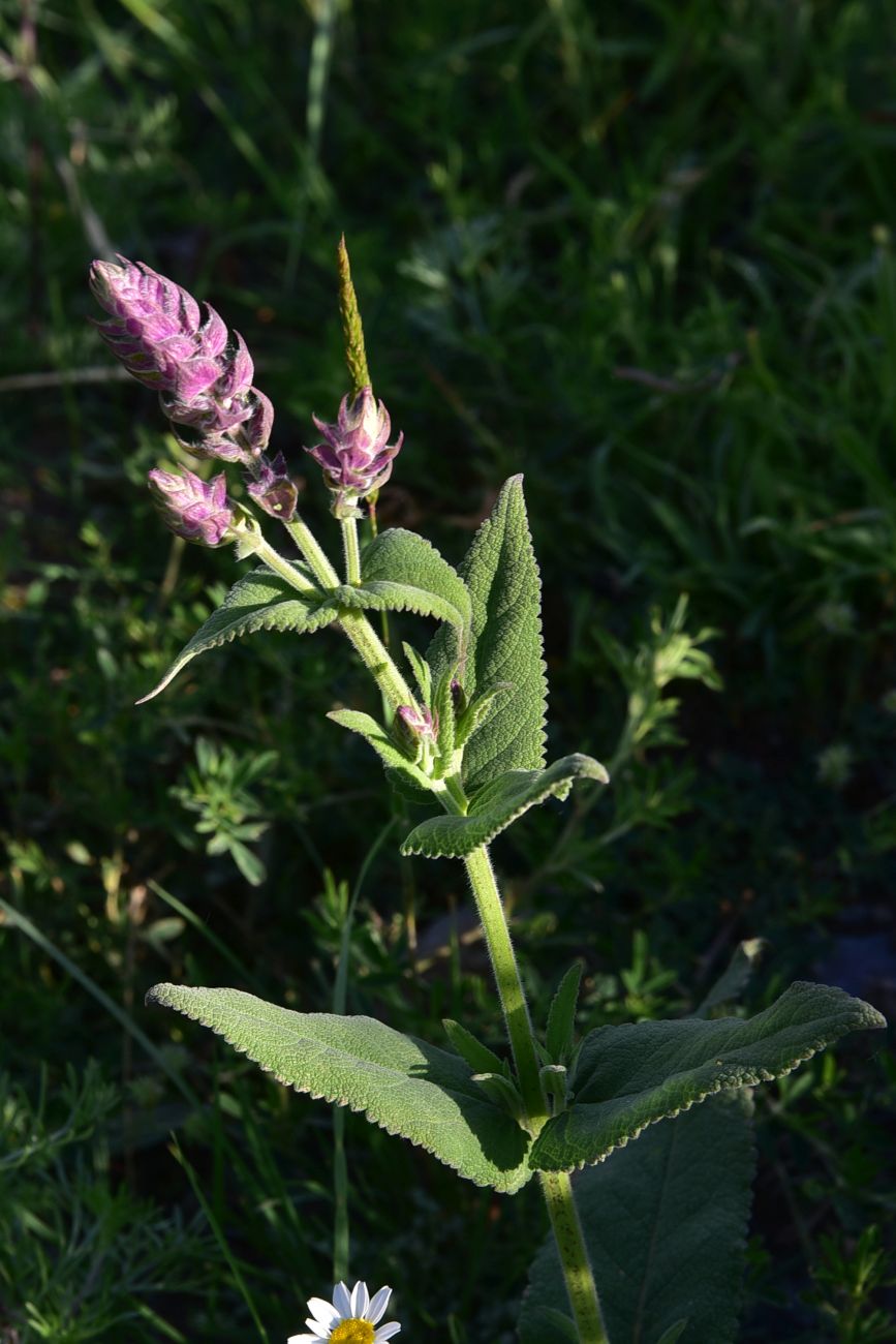 Image of genus Salvia specimen.