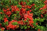 Chaenomeles japonica. Цветущее растение. Московская обл., Раменский р-н, окр. дер. Хрипань, садовый участок. 25.006.2026.