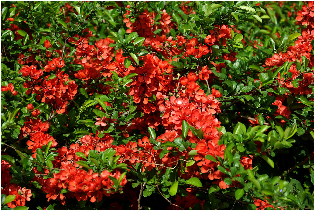 Изображение особи Chaenomeles japonica.