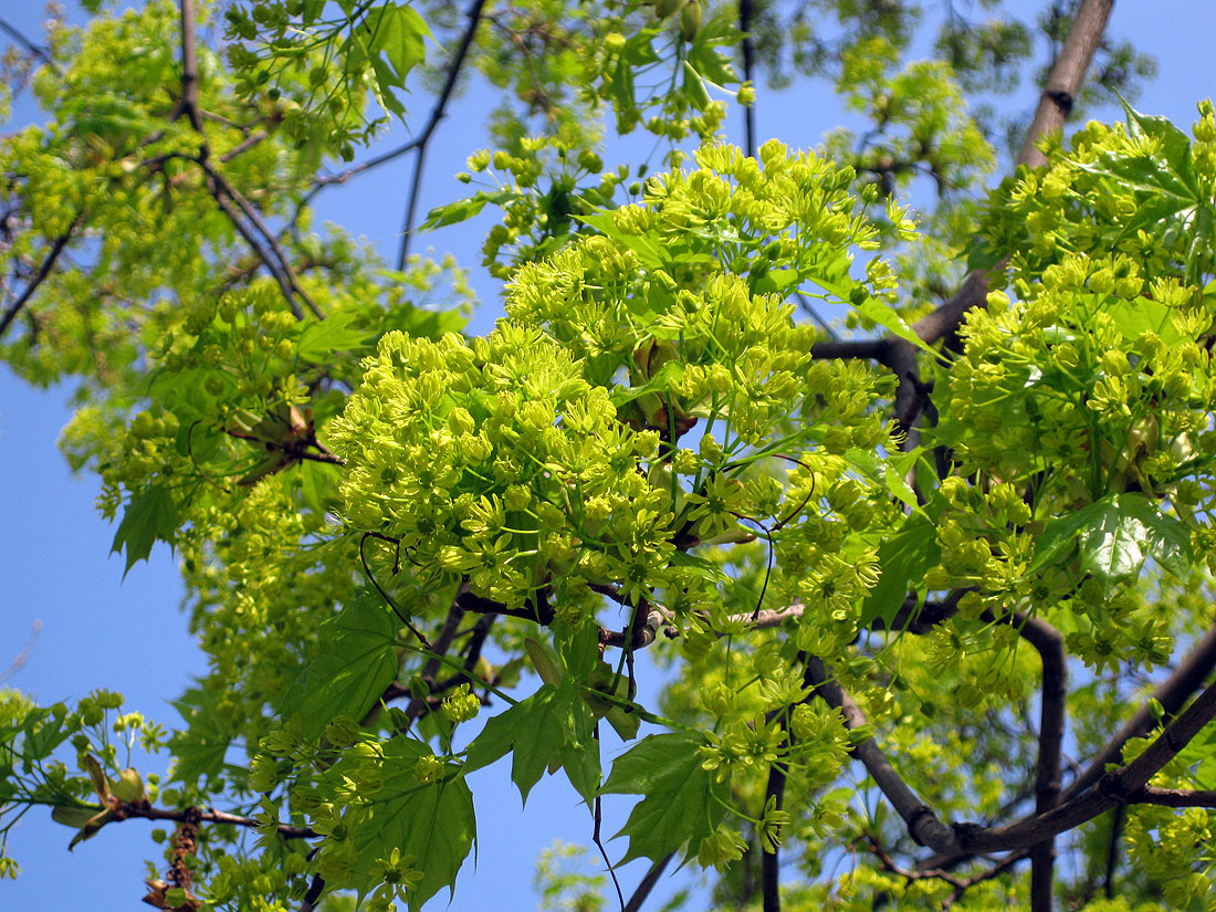 Image of Acer platanoides specimen.