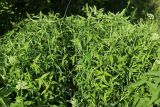 Lithospermum officinale