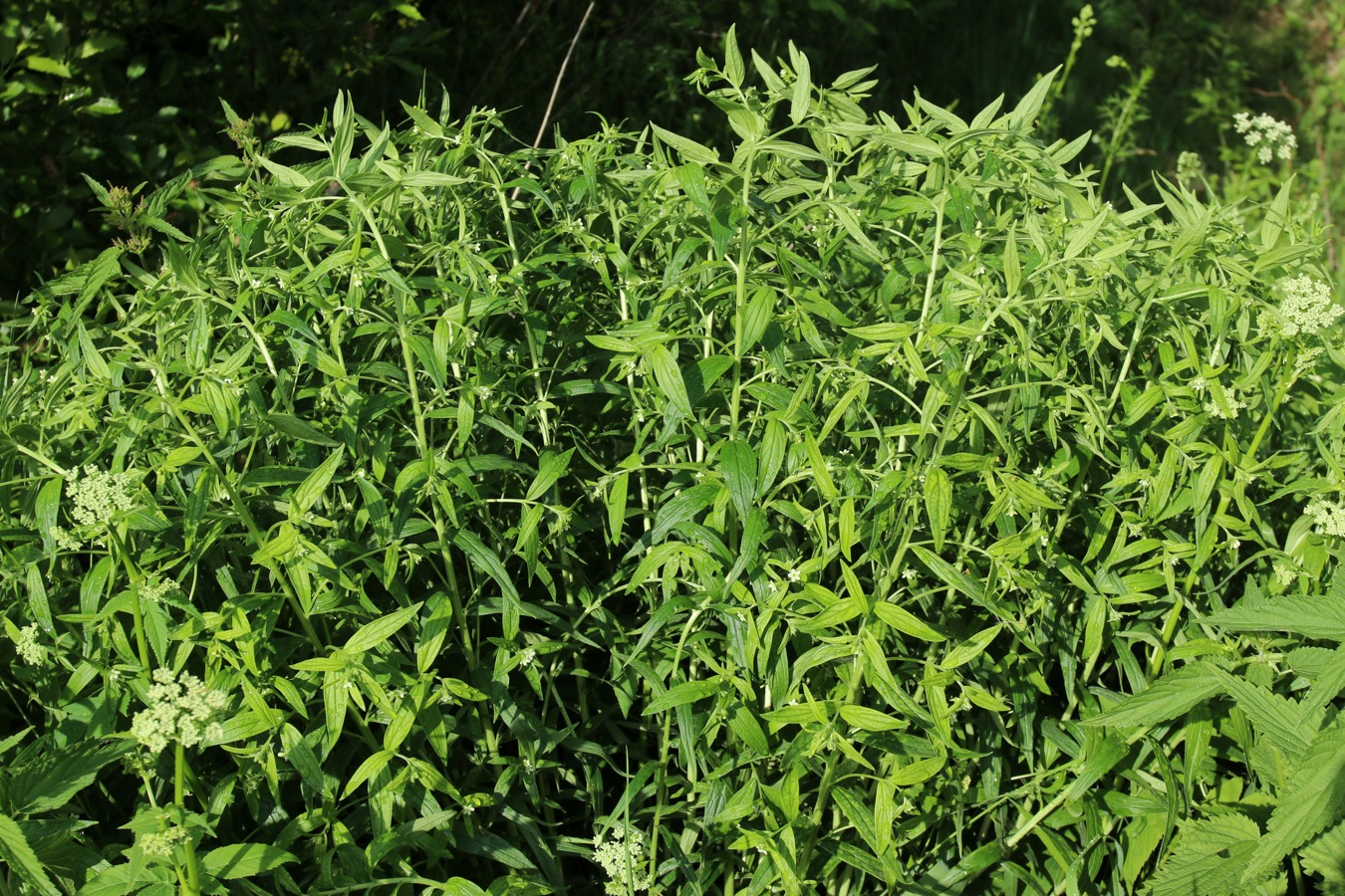 Image of Lithospermum officinale specimen.
