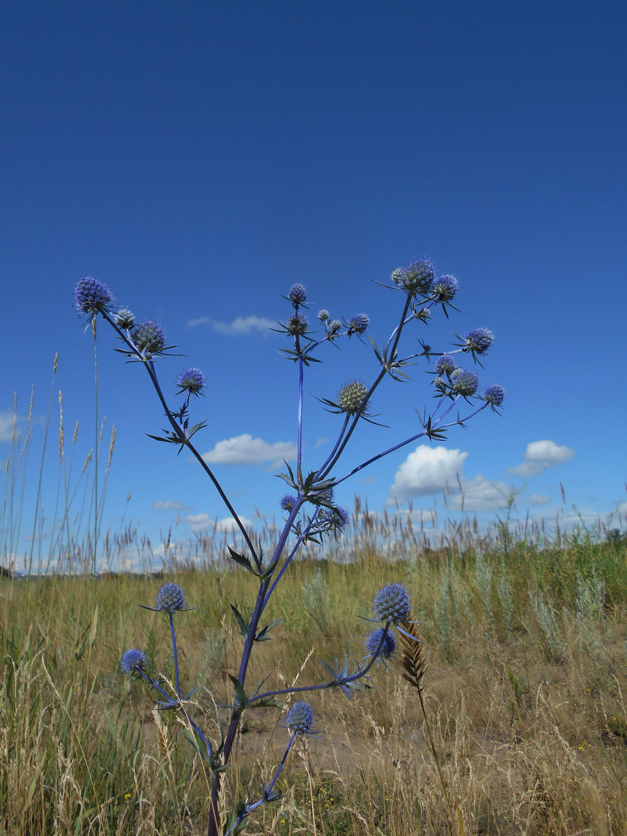 Изображение особи Eryngium caeruleum.