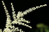 Aruncus sylvestris. Верхушка соцветия. Ленинградская обл., Кировский р-н, пос. Дачное, дол. р. Мга, дачный участок, в культуре. 19.06.2026.