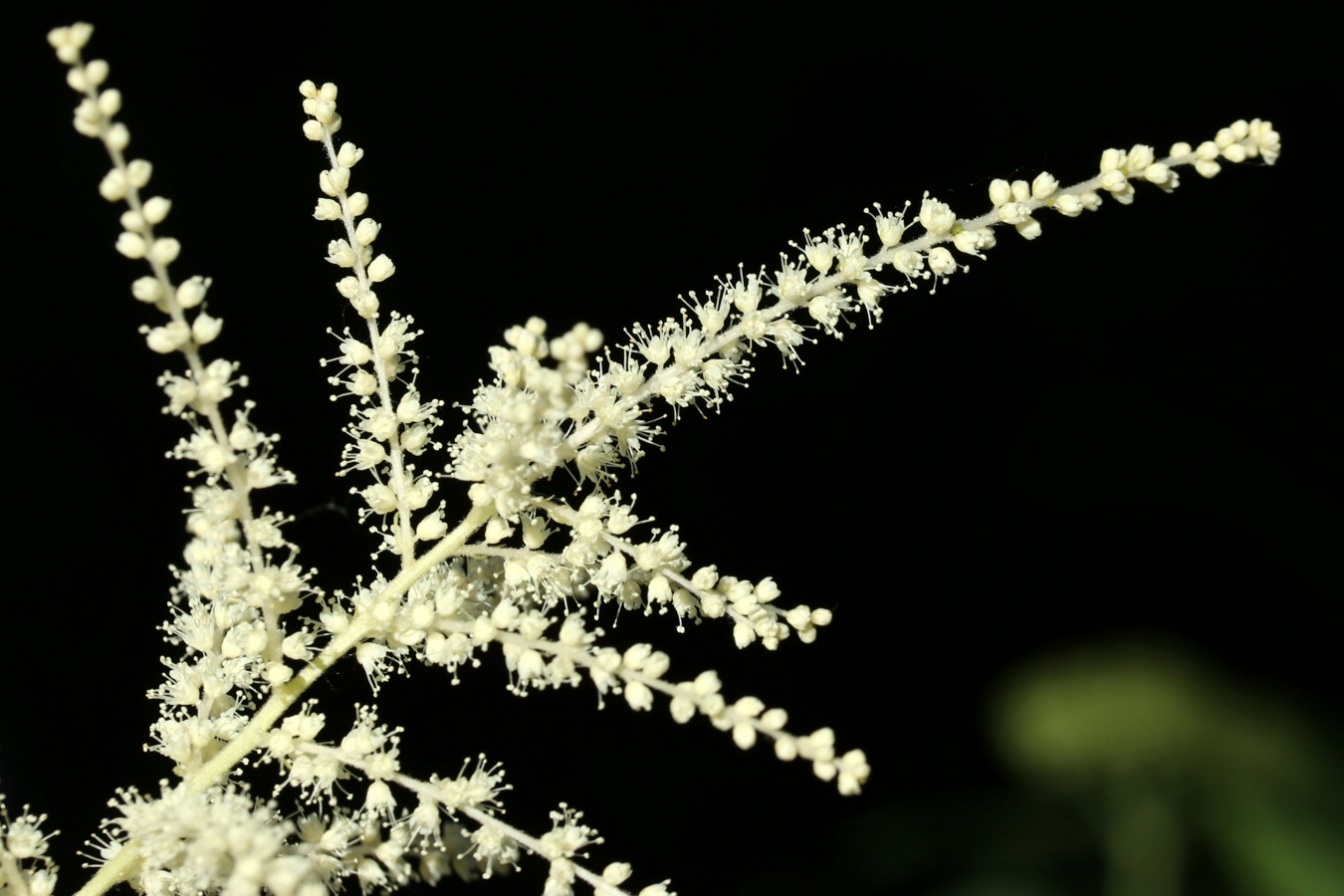 Изображение особи Aruncus sylvestris.