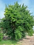 Maclura pomifera. Плодоносящее дерево. Португалия, г. Лиссабон, в культуре. 10.08.2025.