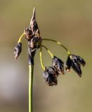 Scirpus maximowiczii