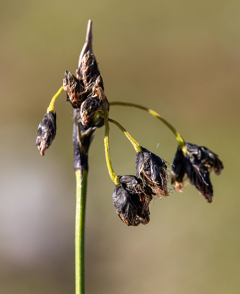 Image of Scirpus maximowiczii specimen.