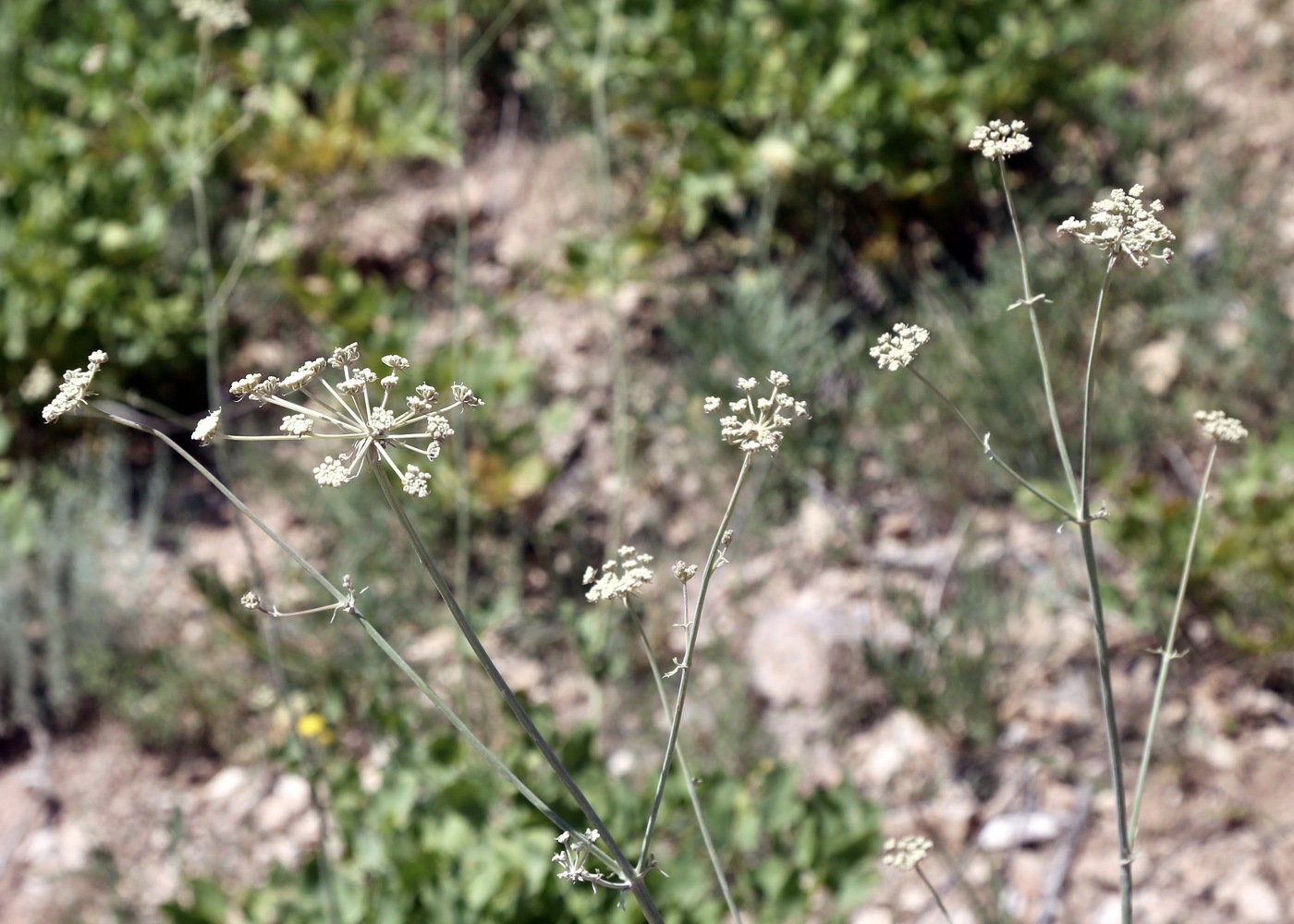 Изображение особи Angelica ternata.