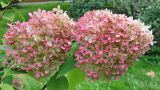 род Hydrangea. Соцветия. Москва. 06.10.2026.