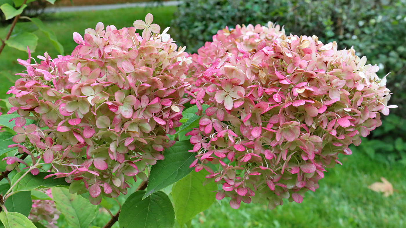 Изображение особи род Hydrangea.