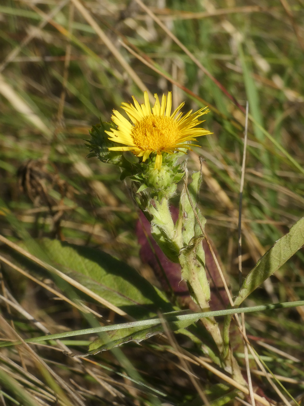 Image of Inula britannica specimen.