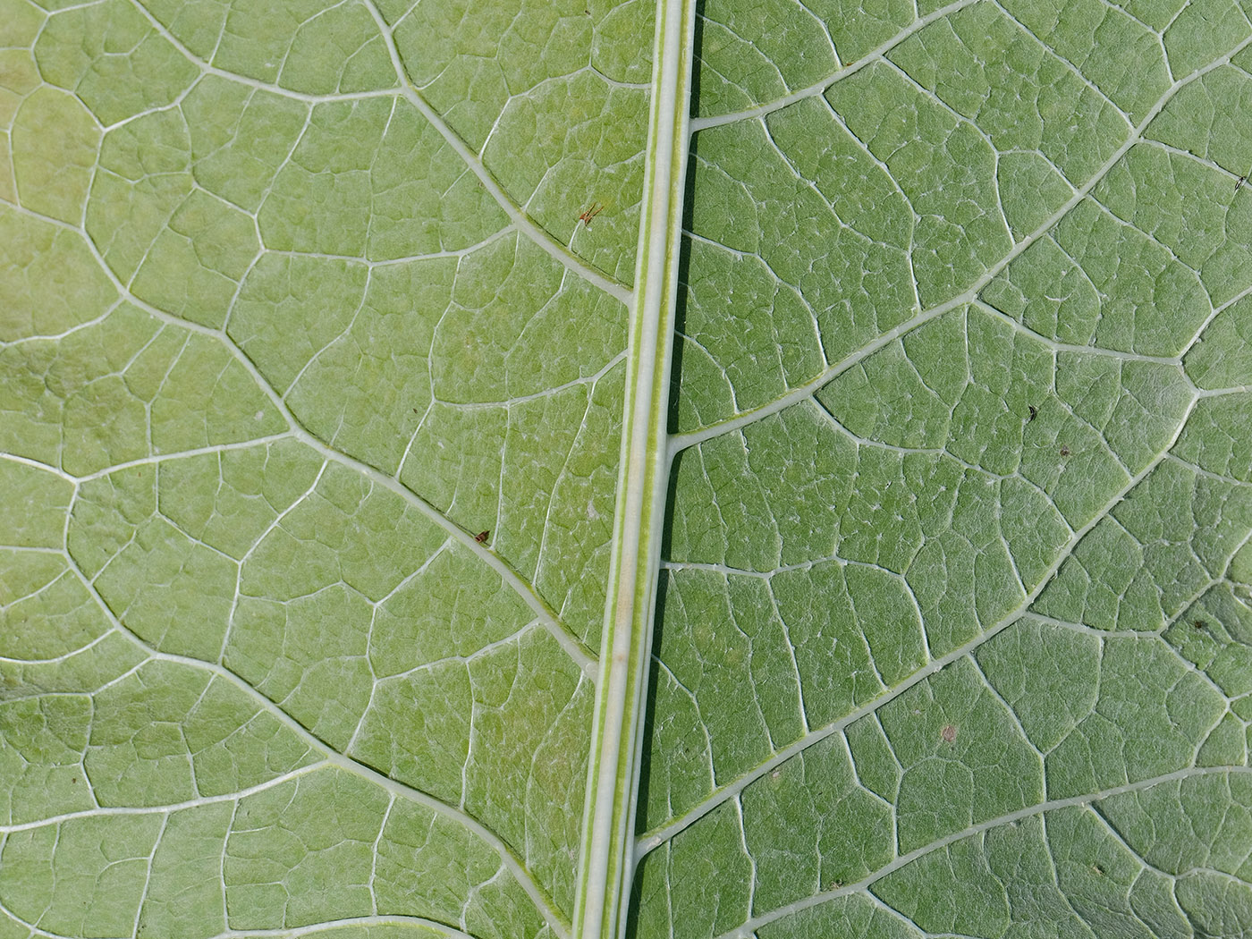 Image of Cousinia umbrosa specimen.