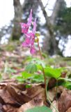 Corydalis caucasica. Цветущее растение. Адыгея, р-н Азишского пер., выс. 1500 н.у.м. 14.05.2011.