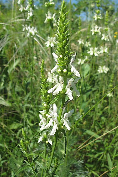 Image of Stachys atherocalyx specimen.