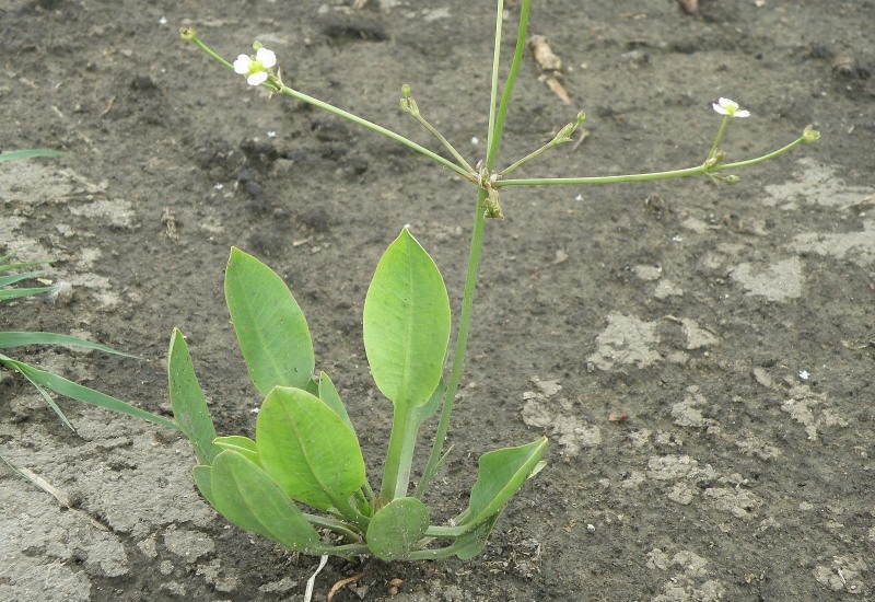 Изображение особи Alisma gramineum.