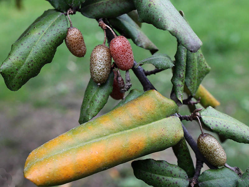 Image of Elaeagnus pungens specimen.