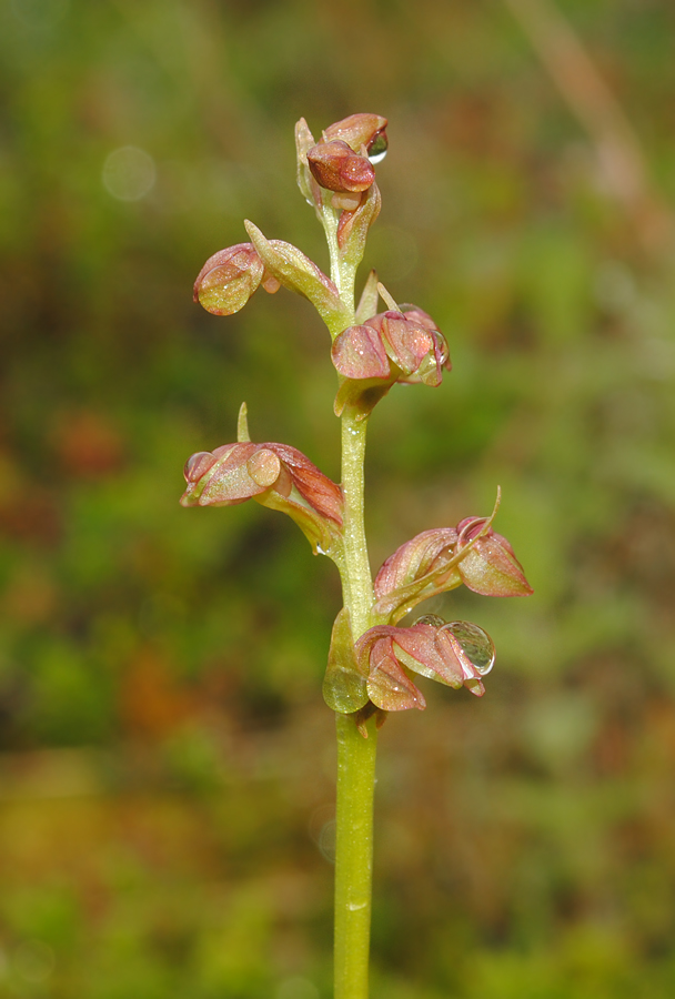 Image of Dactylorhiza viridis specimen.