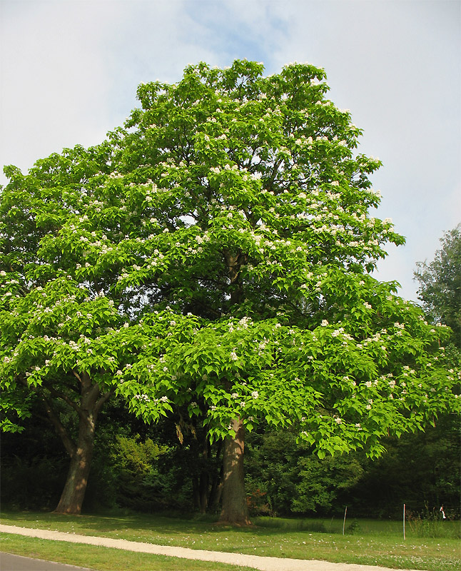 Изображение особи Catalpa bignonioides.