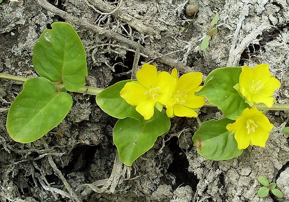 Изображение особи Lysimachia nummularia.