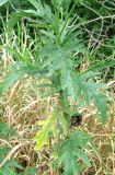 Senecio grandidentatus