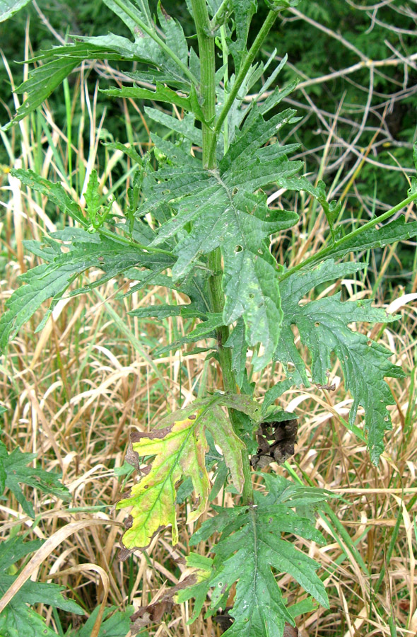 Image of Senecio grandidentatus specimen.