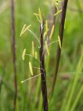 Nardus stricta. Верхушка соцветия. Нидерланды, Северное море, провинция Friesland, остров Schiermonnikoog, влажная луговина. 24 мая 2010 г.