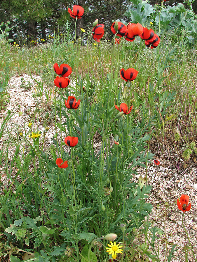 Image of Papaver stevenianum specimen.