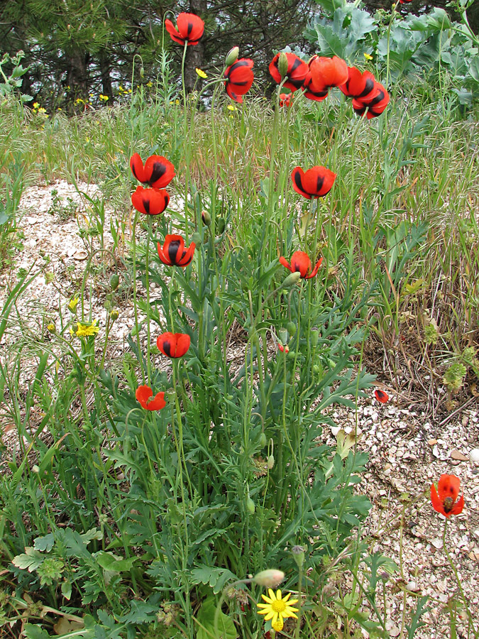 Изображение особи Papaver stevenianum.