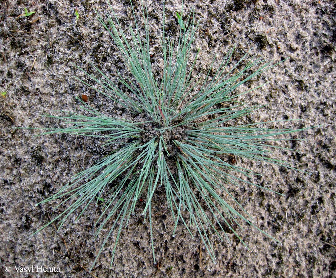 Изображение особи Corynephorus canescens.