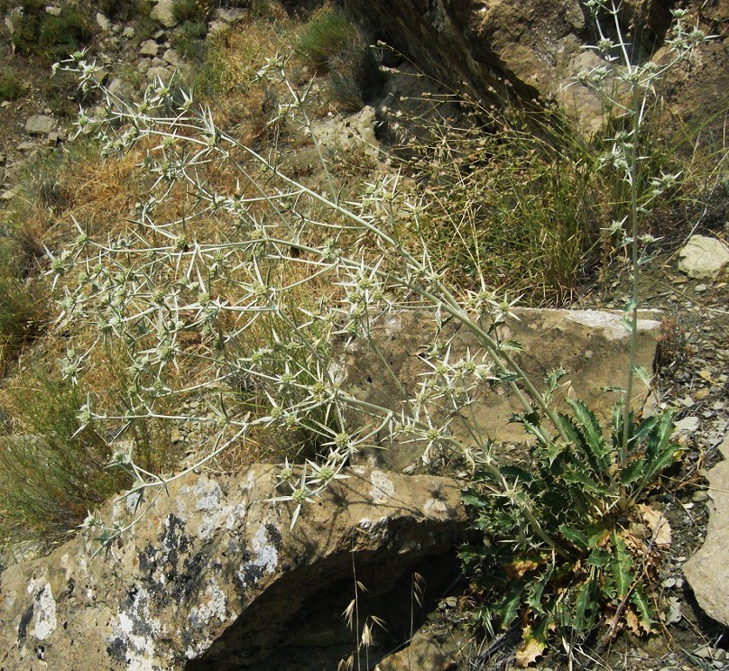 Image of Eryngium bungei specimen.