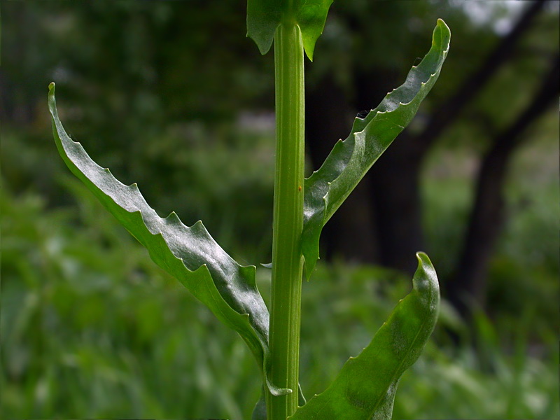 Image of Thlaspi arvense specimen.