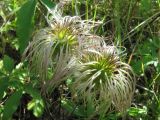 Atragene sibirica